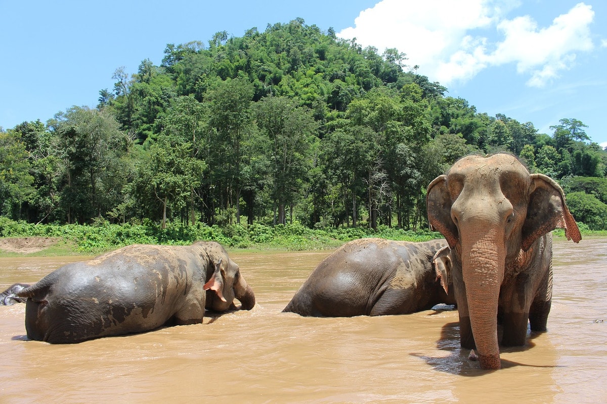 Chiang Mai - Elefanten